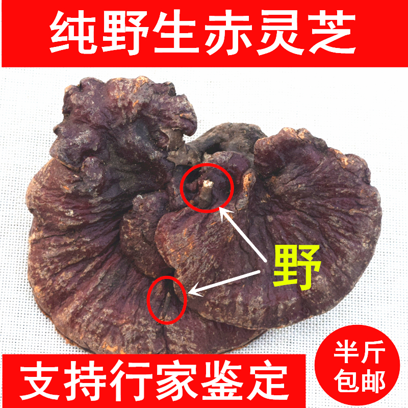 神农架天然正宗野生林芝深山纯野生赤灵芝 野生灵芝整枝支持鉴定