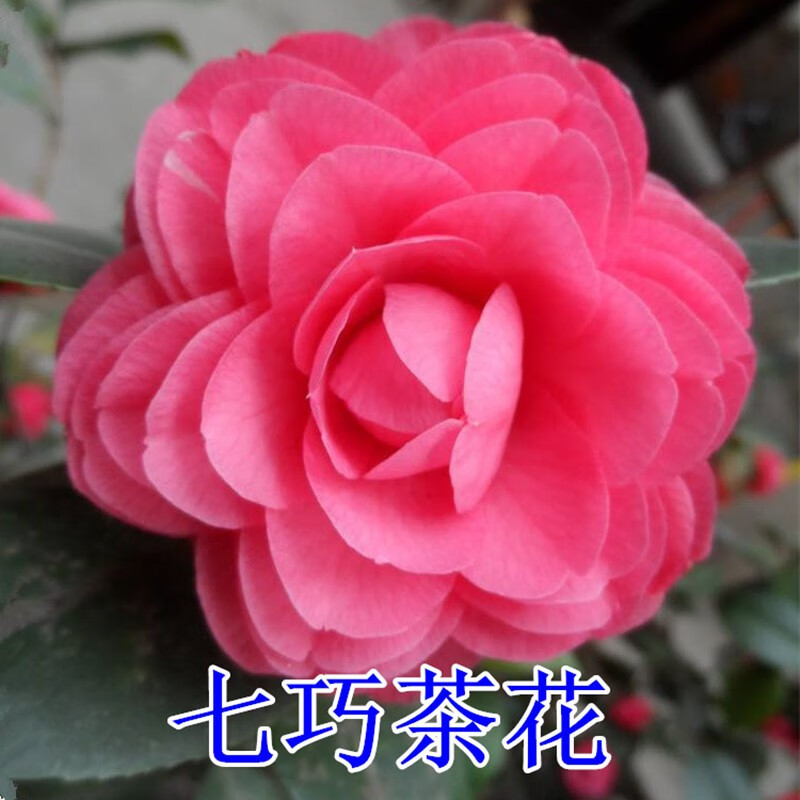 七巧茶花 7年苗原盆土树形挺拔