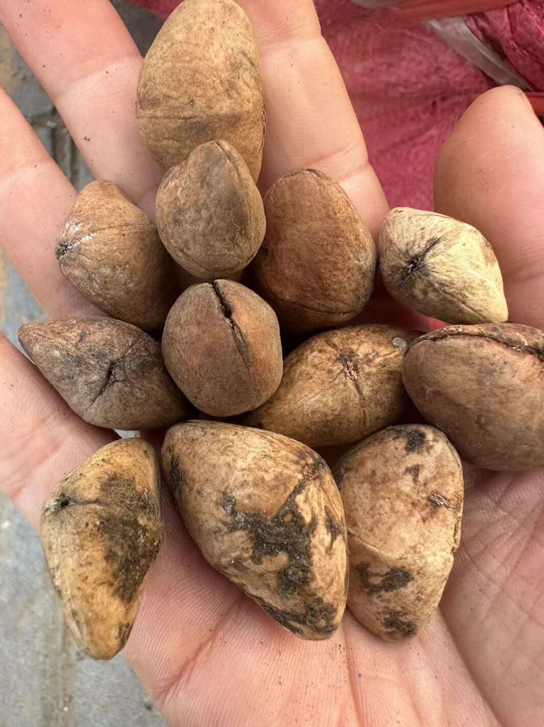 芗苒夹竹桃种子绿化行道树种籽籽 夹竹桃种子一斤