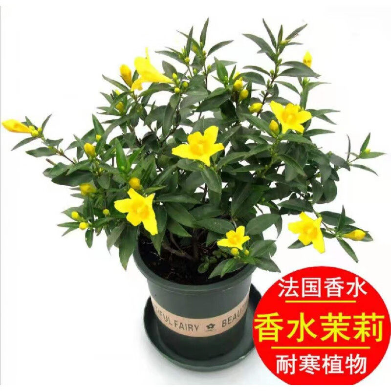 叹为观止18种吊兰任你选金边吊兰各种盆栽花卉客厅垂吊桌面植物净化