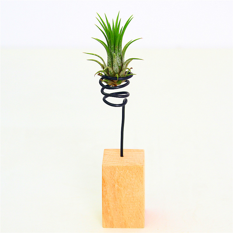 以琛凤梨精灵微景观创意支架装饰无土办公桌面植物盆栽绿植 空气凤梨