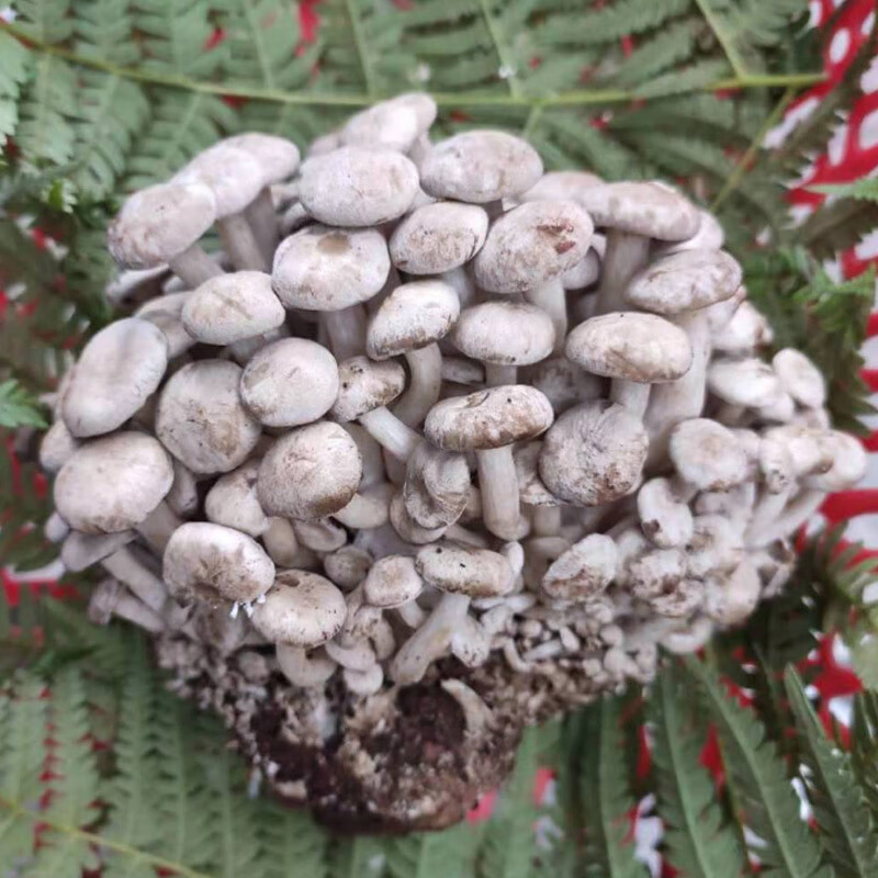 山野云涧云南新鲜野生北风菌 一窝羊梨涡 野生菌鲜货 500克(顺丰)