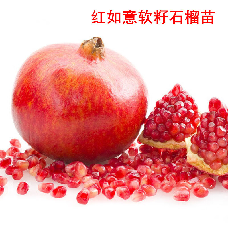 怎么查看京东苗木历史价格|苗木价格走势图