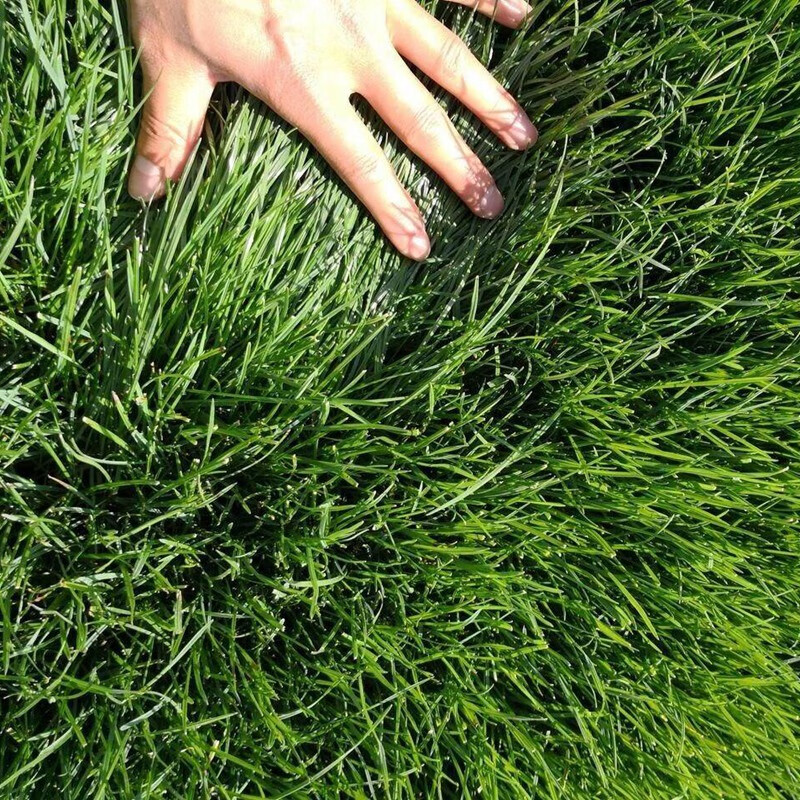 浅伊长镰草种子响铃草籽墓地草坪种子坟地草籽 四季青草籽 坟头草茅草