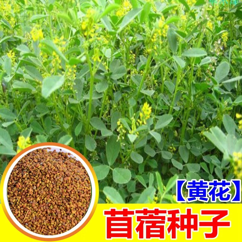 肉总管黄花苜蓿草木犀多年生牧草种子南北方柱花草营养高猪牛羊鸡鸭