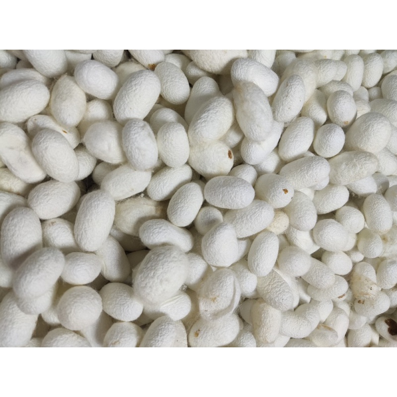 统货100克完整蚕茧内含烘干蚕蛹