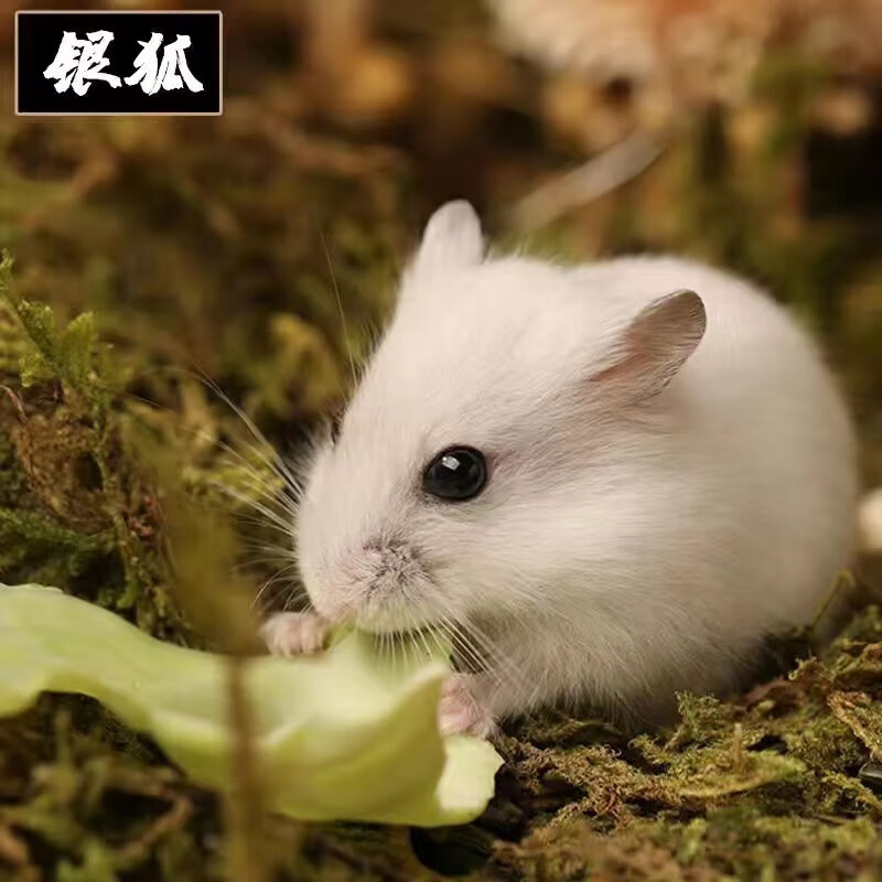 麦基乐仓鼠活物三线银狐一对可繁殖送笼金丝熊已打运输包活 银狐一只