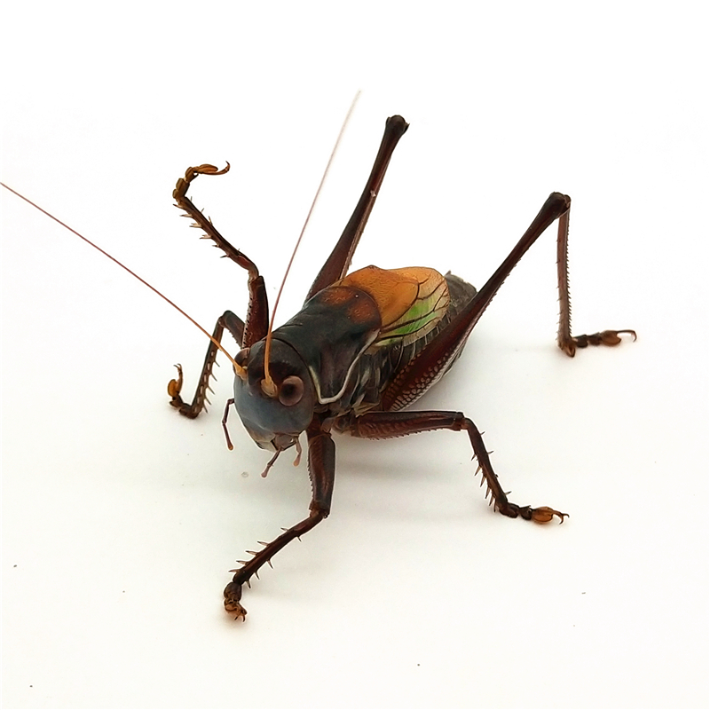 脱蝈蝈活体山东精品铁皮山青翡翠绿冬蝈蝈宠物昆虫 【冲量铁蝈蝈1只】