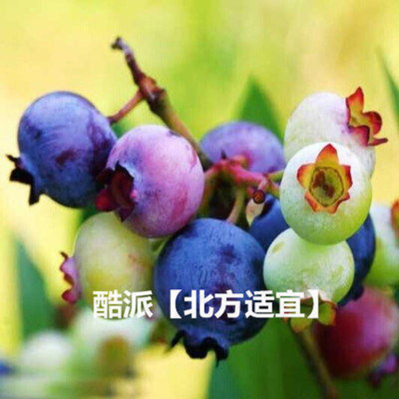 当年结果蓝莓树苗 盆栽地栽果树苗南北方庭院阳台植物 酷派蓝莓 两年