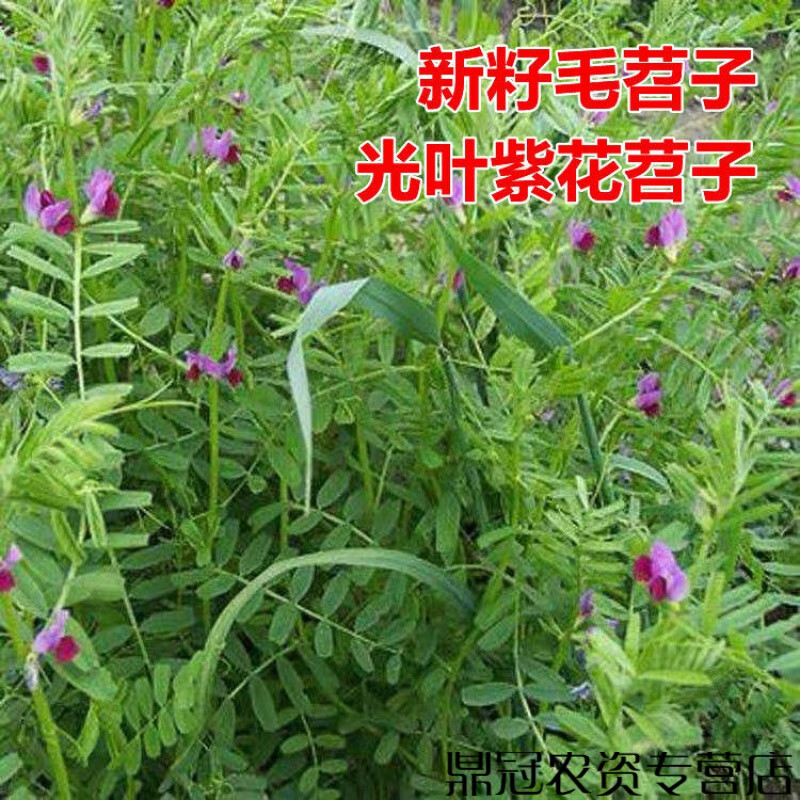 紫花 相关京东优惠商品排行榜 5 价格图片品牌优惠券 虎窝购 紫花 相关京东优惠商品排行榜 5 价格图片品牌优惠券 虎窝购