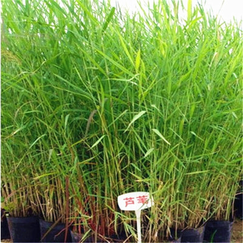 水生植物 芦苇苗 芦苇根苗 芦苇苗 池塘造景绿植 沟渠造景水质 芦苇根