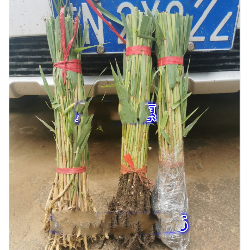新鲜芦苇苗根苗芦苇草植物苗 花叶芦竹 水生挺水植物湿地工程绿化