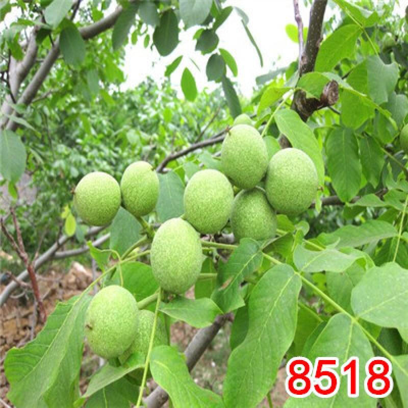 嫁接核桃树苗薄皮8518纸皮核桃苗盆栽地栽南方北方种植果树苗当年结果