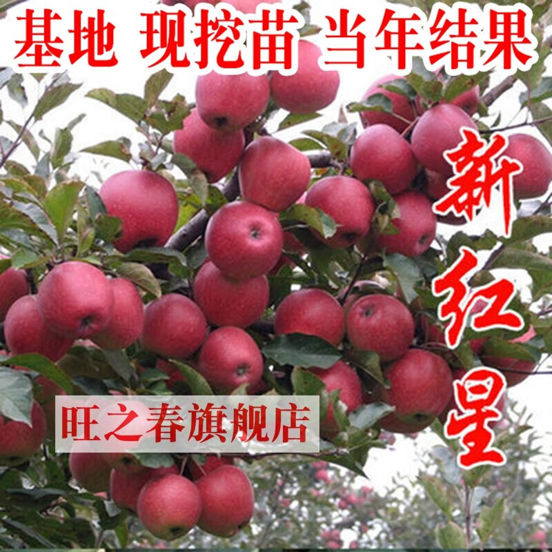 苹果树苗盆栽矮化嫁接红富士苹果苗地栽庭院室阳台外糖心红肉苹果南方