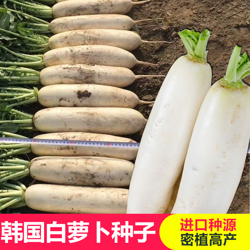 长耕 韩国白萝卜种子水果萝卜种籽鲜嫩多汁甜脆可口可做泡菜四季播