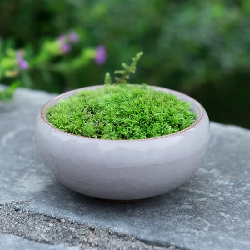 苔藓盆景蕨类小型盆栽冰裂纹微景观绿植室内办公桌摆件观叶植物 浅灰