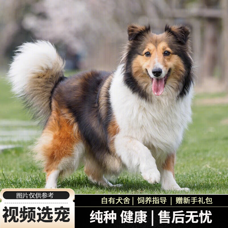 宠六福纯种苏格兰牧羊犬幼犬宠物狗狗活体小狗活物幼崽 宠物级 母