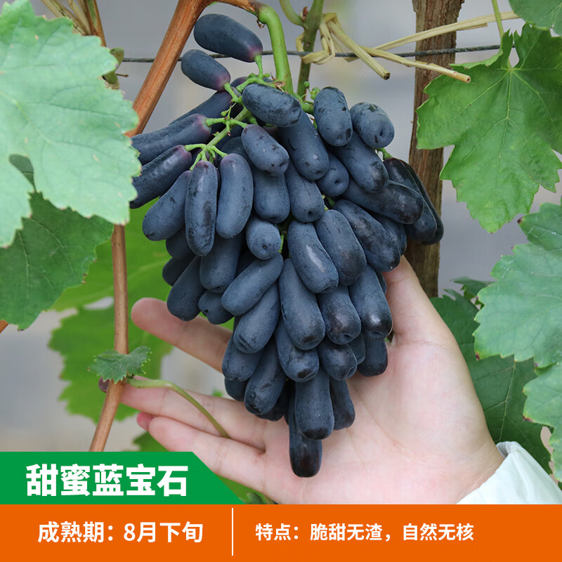 巨峰葡萄树苖阳光玫瑰甜蜜蓝宝石葡萄苗果树果苗南方种植北方爬藤 甜