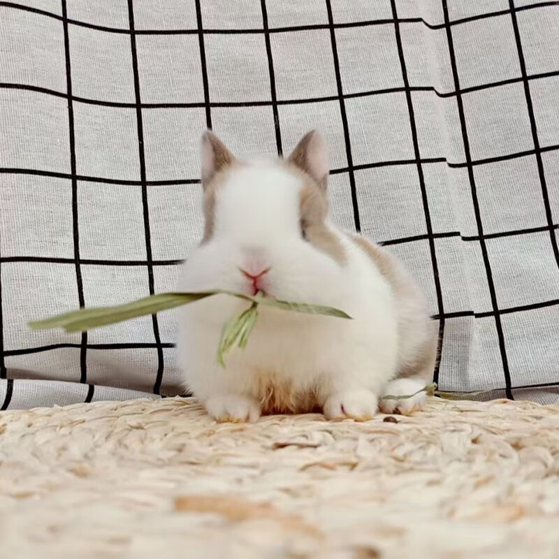 活物侏儒兔凤眼小型茶杯兔长不大不咬人宠物兔子活体 黄白道奇侏儒兔