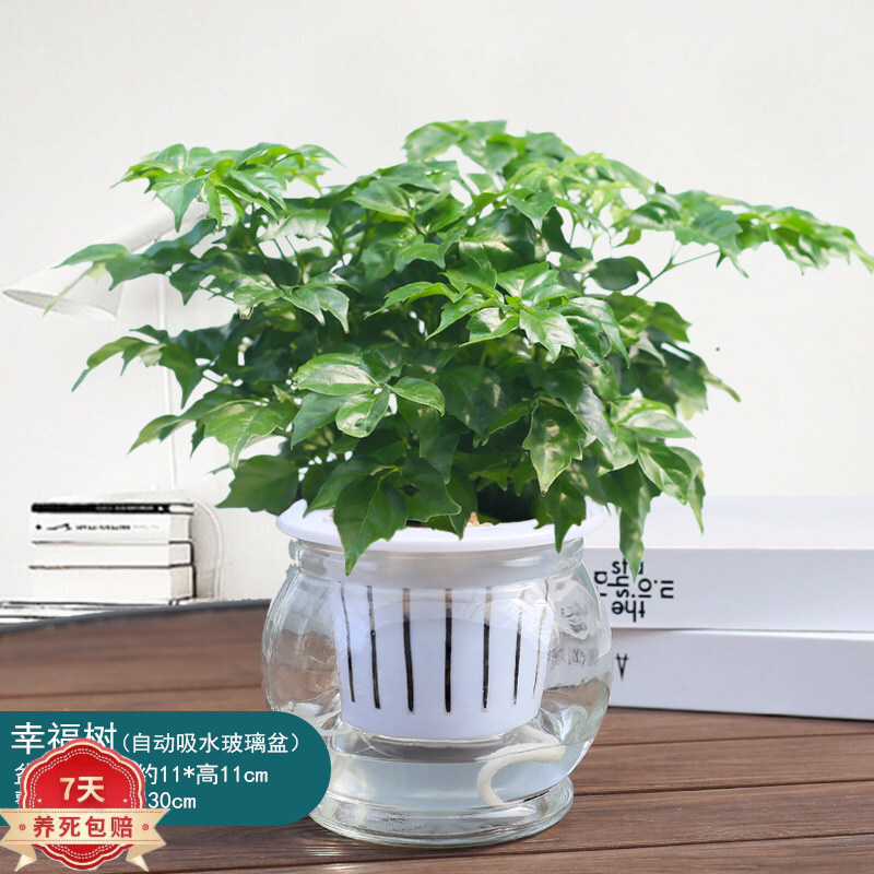 幸福树盆栽玻璃水培植物办公室桌面耐养小植物盆栽z6 大号加厚玻璃盆