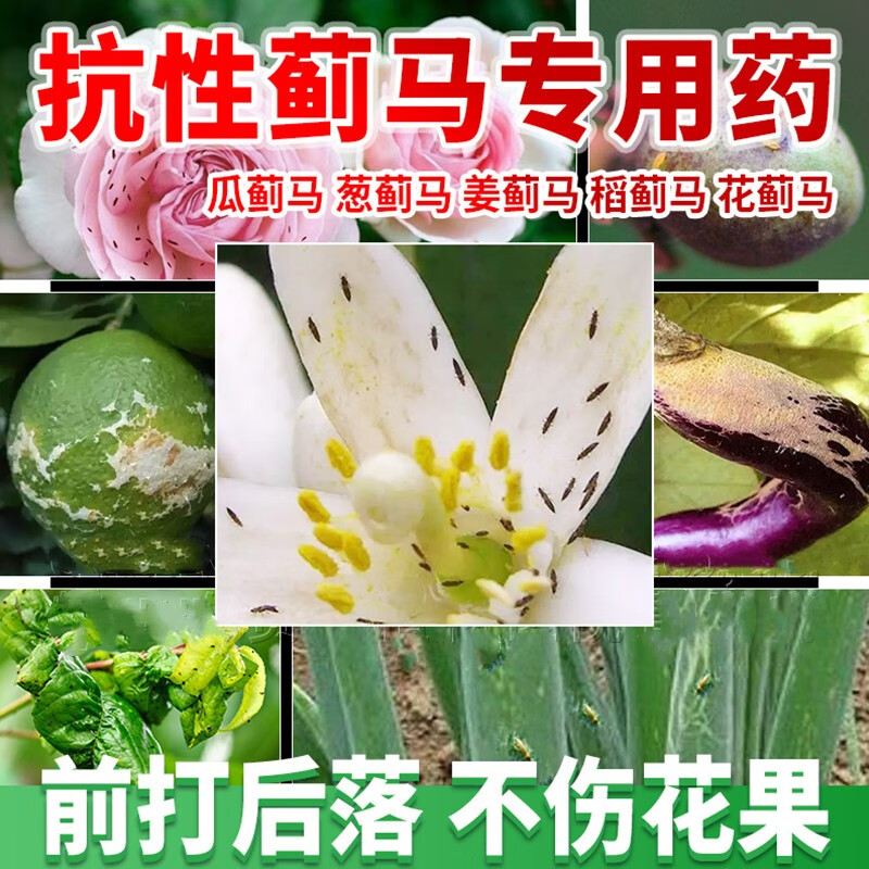 抗性蓟马专用杀虫剂虫卵双杀甲维盐噻虫嗪月季花卉蔬菜瓜果树农药 130