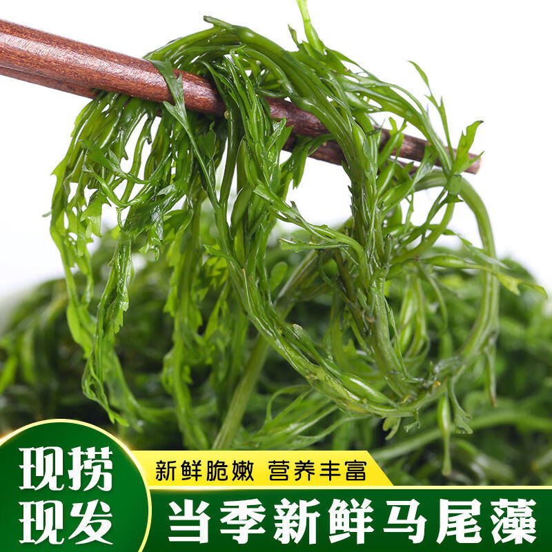 荣成盐渍马尾藻海草新鲜鞭炮笋海藻羊栖菜凉拌麻辣烫火锅串串配菜
