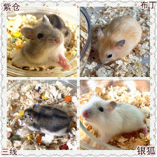 小仓鼠宠物活物已打过疫苗公仔易上手银狐紫仓布丁三线金丝熊活体
