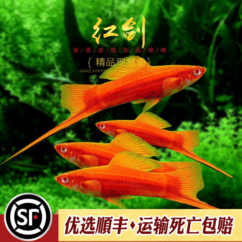 红剑鱼高凡朱砂红箭燕尾虹剑红玛丽热带淡水观赏鱼小型胎生鱼活体 母