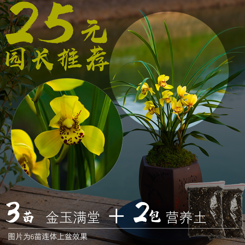 兰花苗建兰草 四季红宋梅 花卉兰花盆栽室内花不带花苞绿植 金玉满堂3