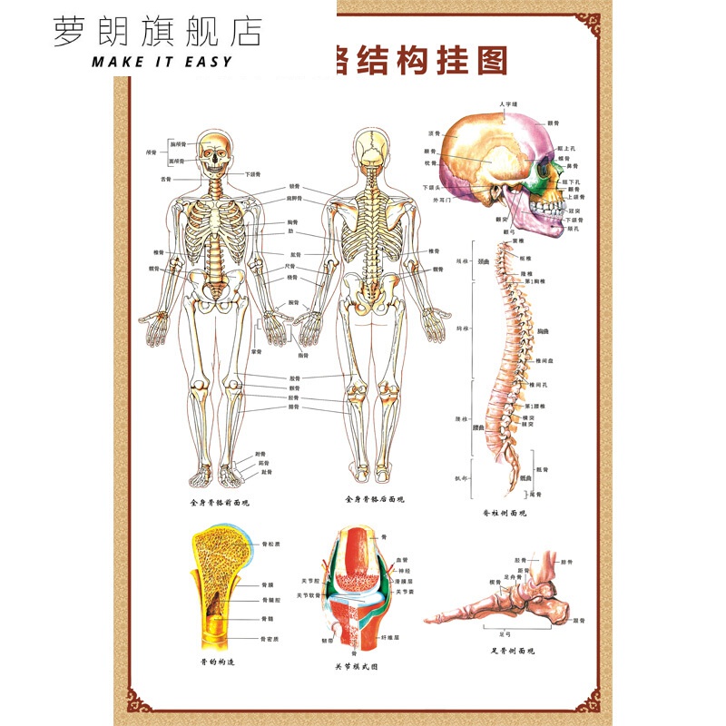 腰部肌肉图解剖图-千图网