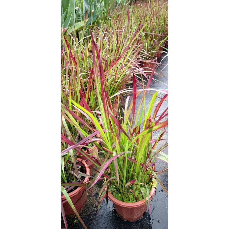 醉春木日本血草水生耐热植物户外别墅花园庭院水池绿植血茅草花净化