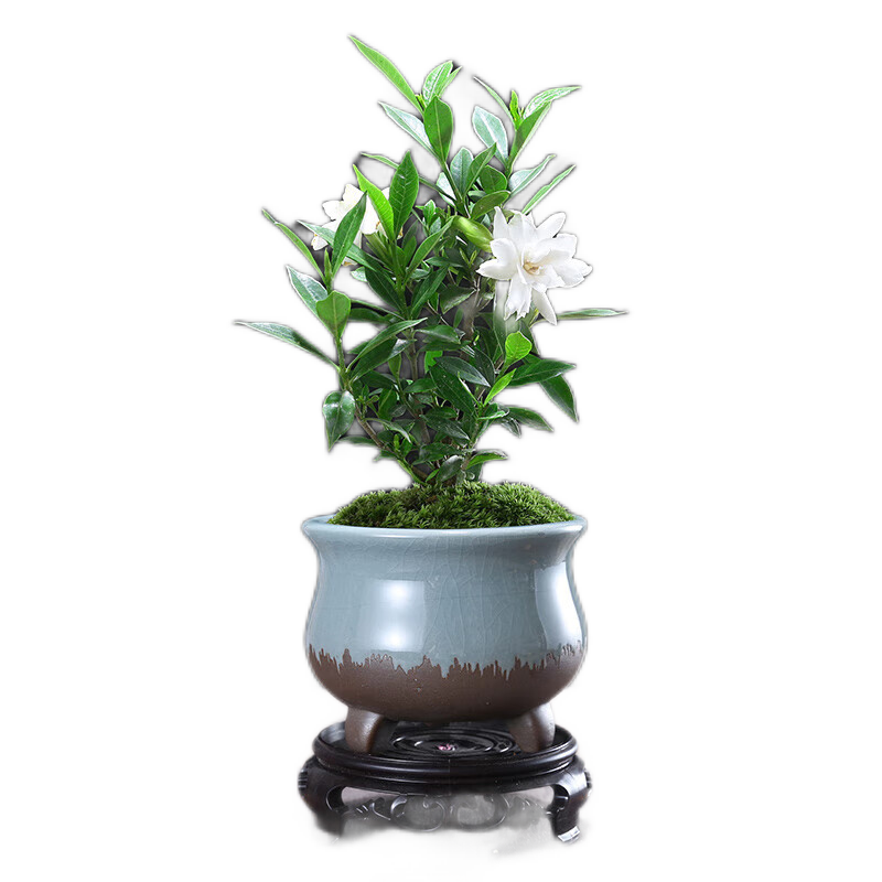 京东看绿植盆栽最低价|绿植盆栽价格走势