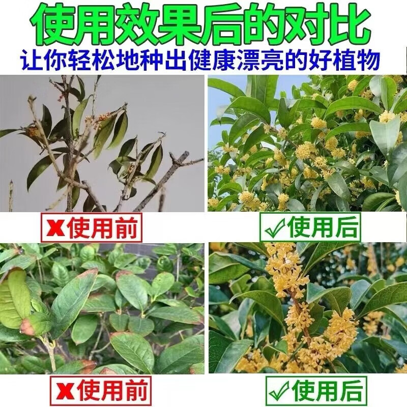 桂花树肥料专用肥枯叶斑病焦尖落黄叶花肥专用药营养液盆栽叶面肥 买3 送2【5瓶囤货装】