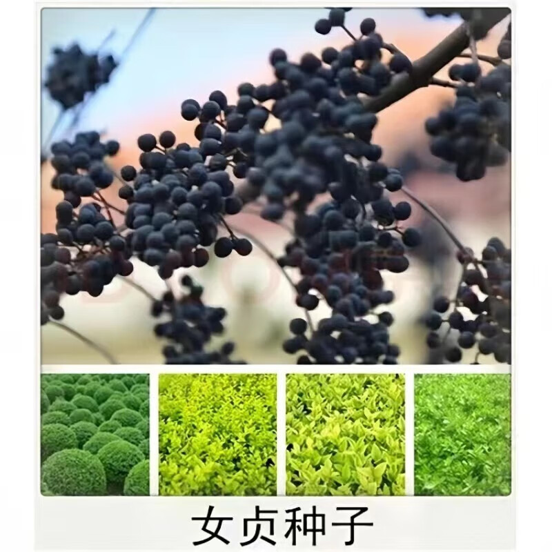 垣栀新采大叶女贞种子金森金叶小叶女贞绿篱笆围栏植物高杆速生女贞