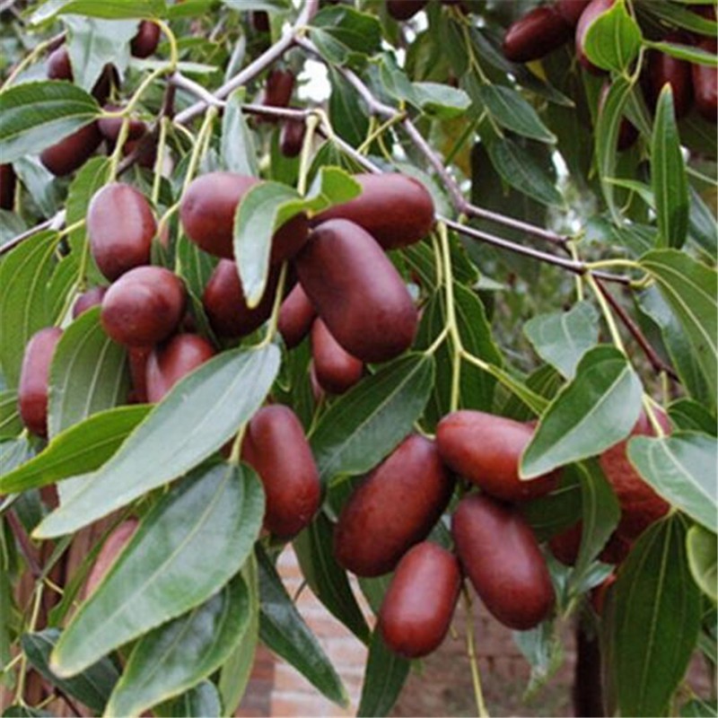 欧悟枣子树苗 嫁接枣树苗 大枣苗南方北方种植盆栽地栽庭院阳台果树苗