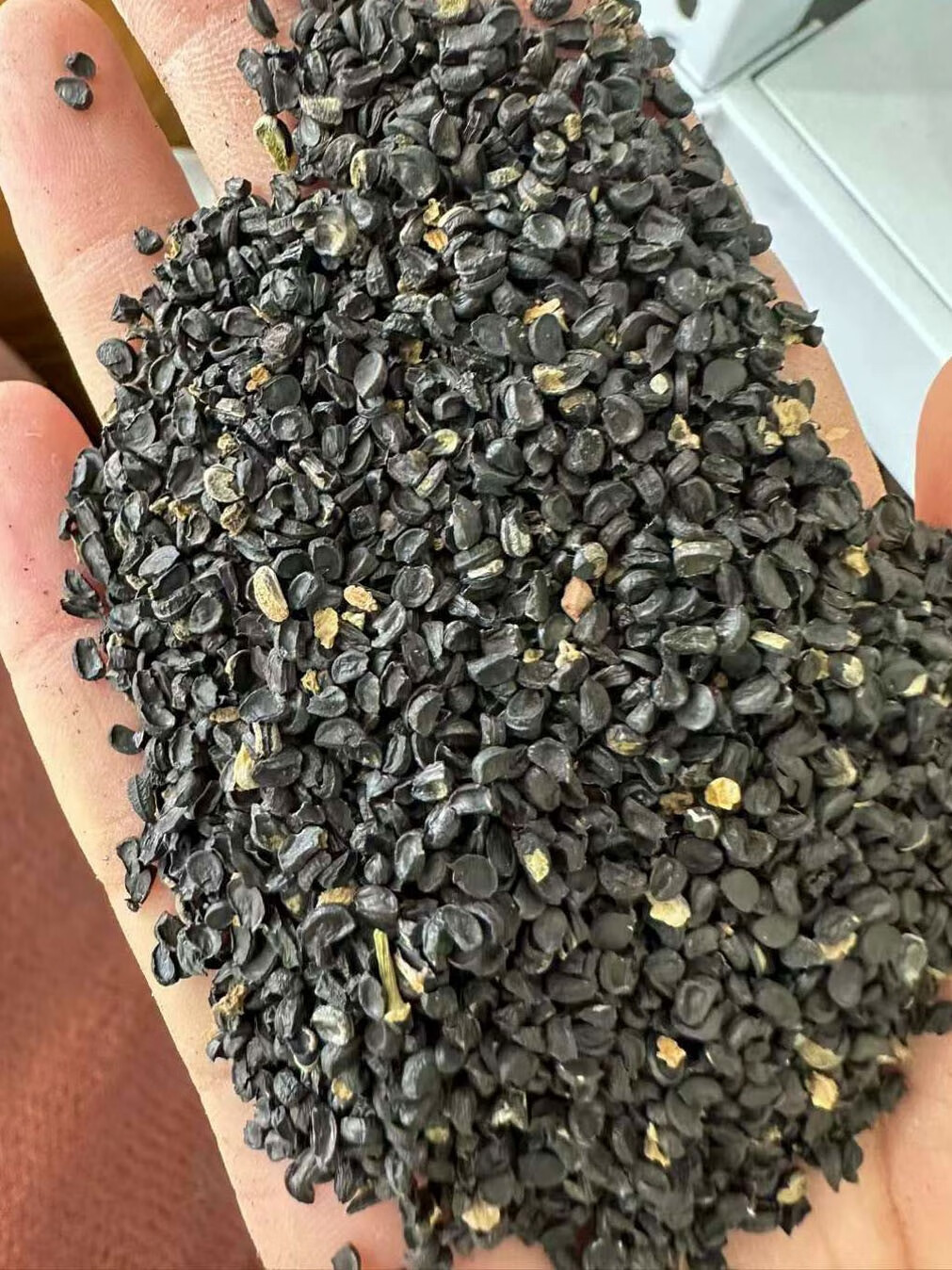 楓隅沙葱种子四季食用菜种籽 沙葱种子一斤