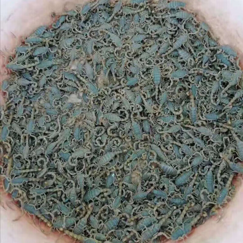 活体野外山蝎王十足全蝎蝎子宠物大个蝎王 半斤蝎王公母混合一二百只