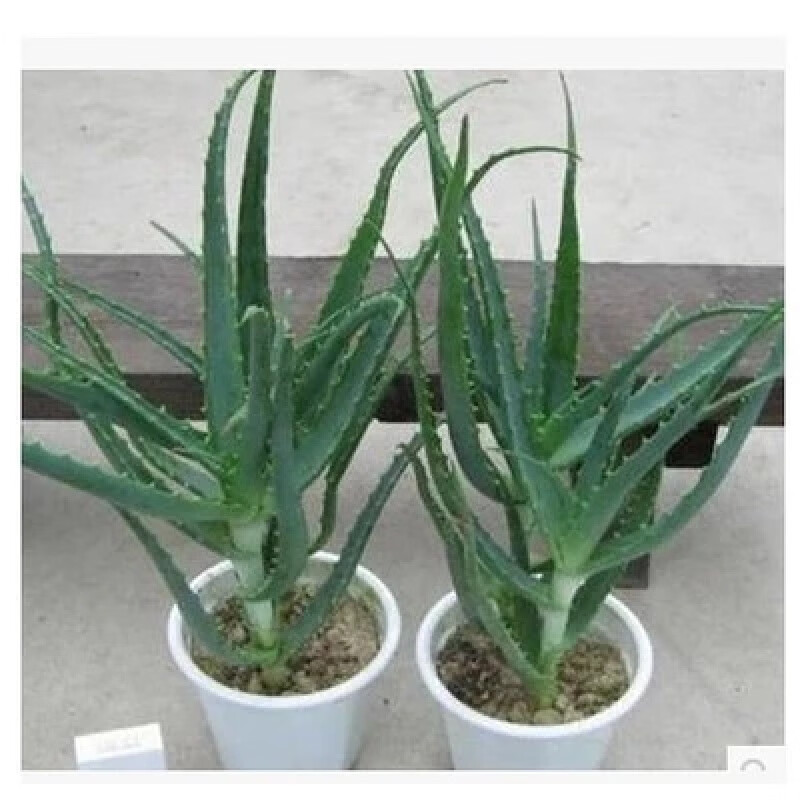 clcey木立芦荟盆栽 龙爪菊芦荟盆栽龙爪芦荟食用木剑芦荟花苗 3年苗
