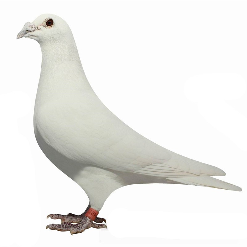 观赏鸽包活种鸽幼鸽青年鸽肉鸽活物鸽子宠物古介 白信鸽(幼鸽一对)