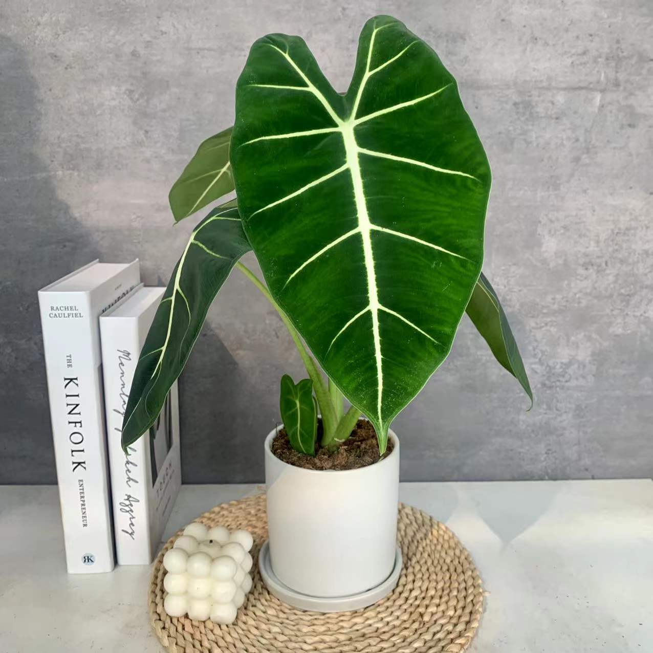 绿天鹅海芋天鹅绒竹芋稀有特级进口室内阳台庭院热植入