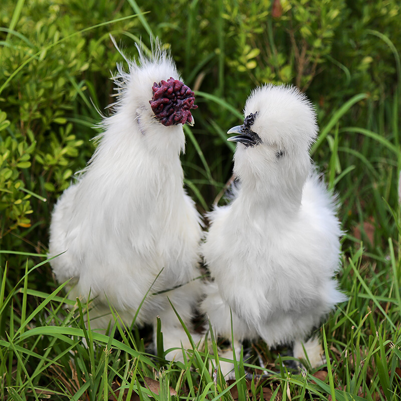 皓谦新鲜现杀乌鸡 2年散养乌骨鸡 白凤乌鸡新鲜老母鸡 1只1000g左右