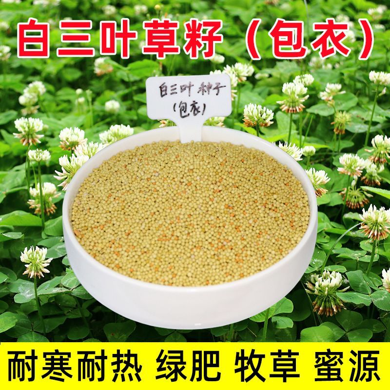 畷园白花三叶草种子矮生草坪种子免修剪草籽护坡四季庭院耐寒四季青
