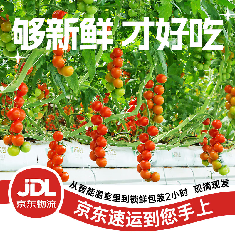 DU'S杜氏水果樱桃番茄 可生吃生鲜蔬菜西红柿黄金酸甜比 源头直发包邮 散串番茄  500g*2盒 1000g