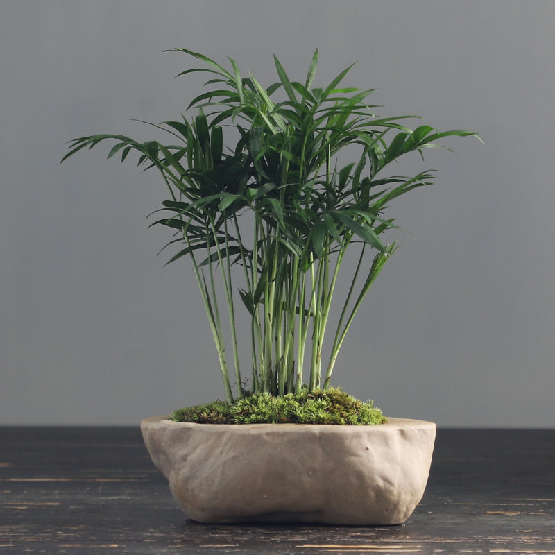 净化空气吸甲醛植物桌面阳台卫生间绿植小袖珍椰子带盆栽好 袖珍椰子