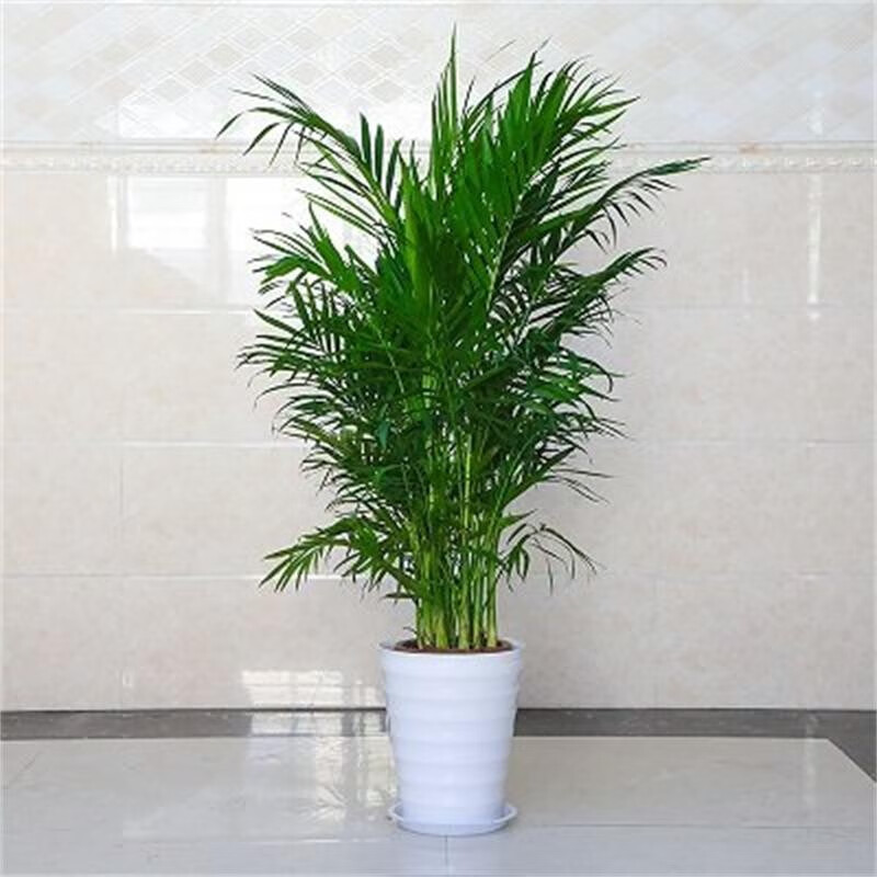 南有竹散尾葵客廳大型綠植散尾葵室內(nèi)盆栽植物袖珍椰子綠植鳳尾竹 整盆原盆原土0點(diǎn)8米-1米白 不含盆