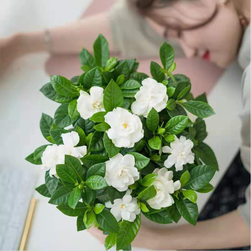 赛乐透 栀子花盆栽室内花卉植物带花苞绿植盆栽好养活四季开花 原土栀子花 栀子花3棵+肥料