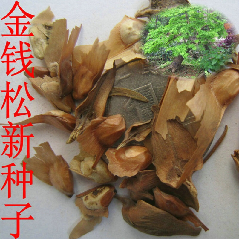 清晨露水 新采 松树种子林木 绿化苗木种子 金松种子 金钱松种子50克