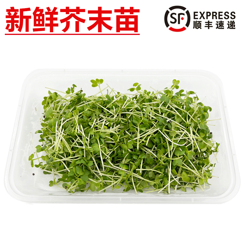 旷古农业新鲜芥末苗 苗芽菜装饰点缀西餐摆盘西餐沙拉菜 1盒 约10g