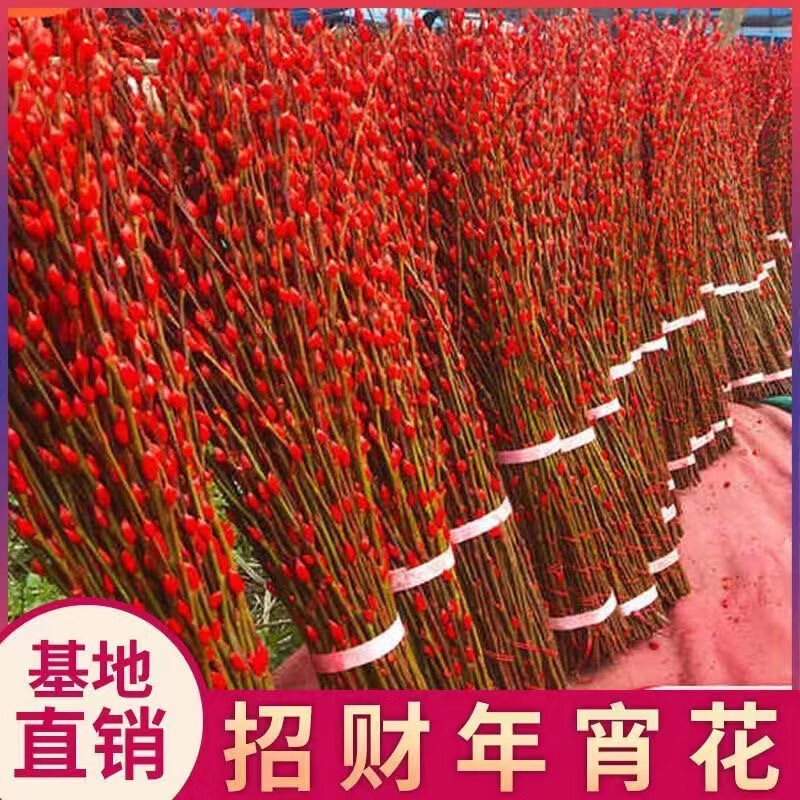 萌肉居年宵花真花干花鲜支水养花卉装饰红色银柳15支60cm高源头直发