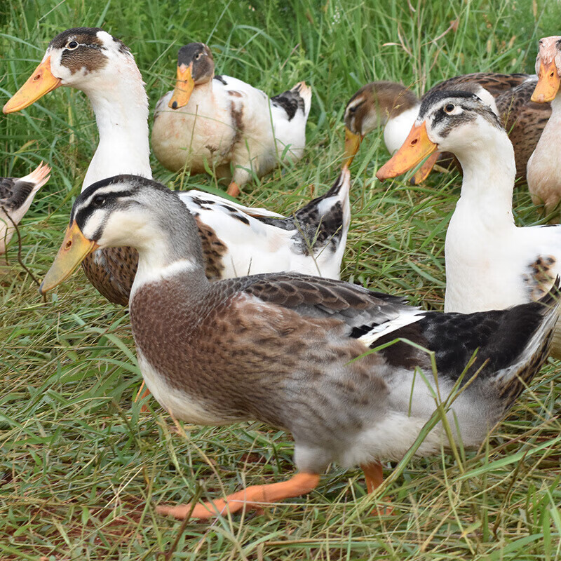 农家鸭子活体现杀土鸭新鲜鸭子鸭货冷冻整只老鸭鸭肉麻鸭. 土鸭一只装